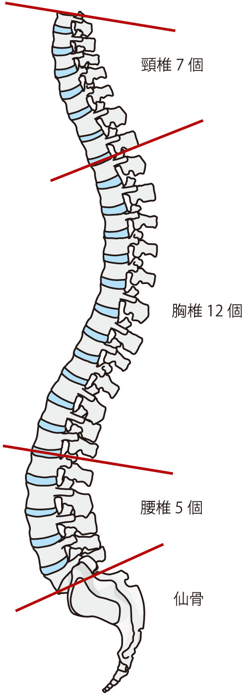 背骨,骨盤